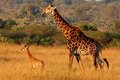Mother and calf