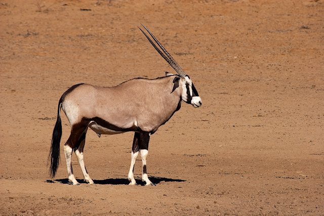Gemsbok Bull.jpg