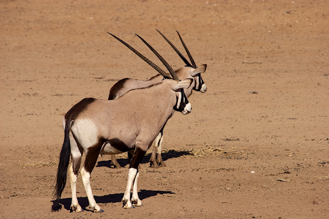 Gemsbok under threat.jpg