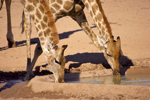 Giraffes drinking at Urikaruus2.jpg