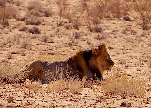 Lion nap time.jpg
