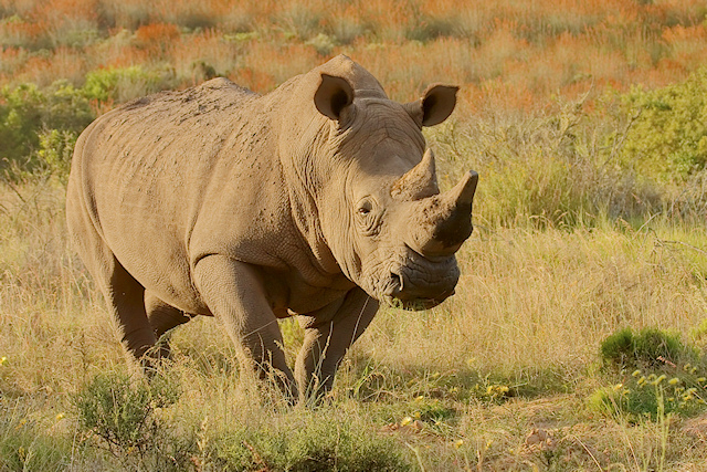 Rhino.jpg