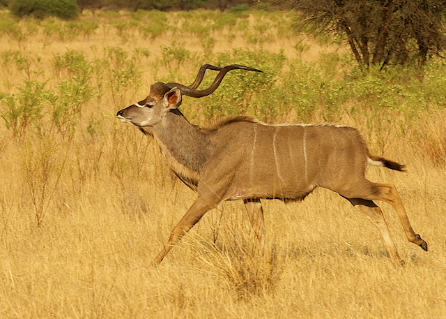 Running Kudu.jpg