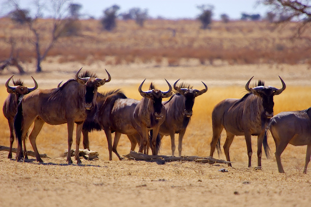 Suspicious Wildebeest.jpg