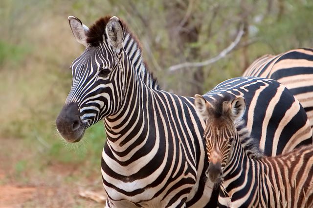 Mother and juvenile