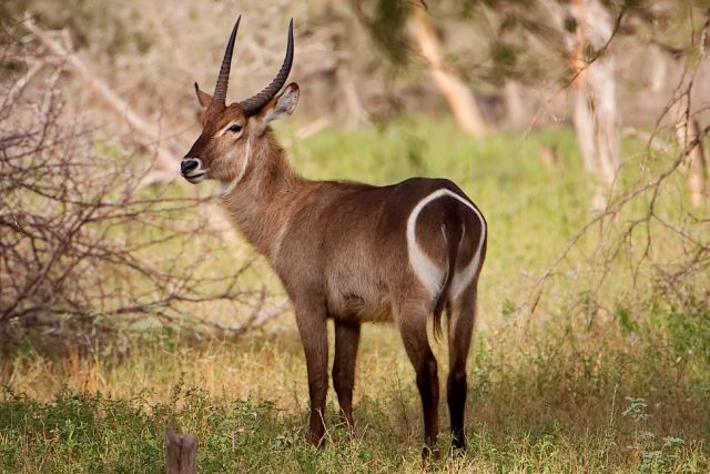Water buck