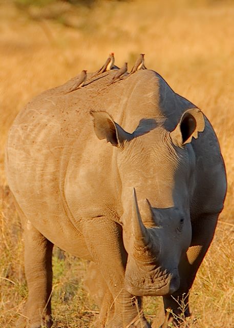 White Rhino