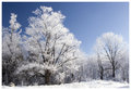 Winter in Campbellville