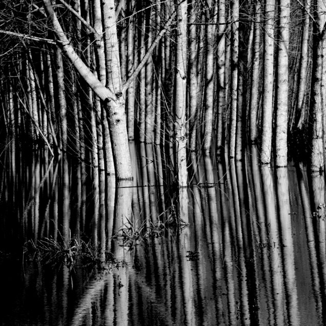 Trees