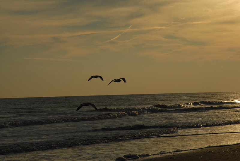 Three Gulls in to the Sunset