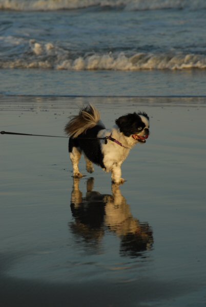 Cosmo on the beach.jpg