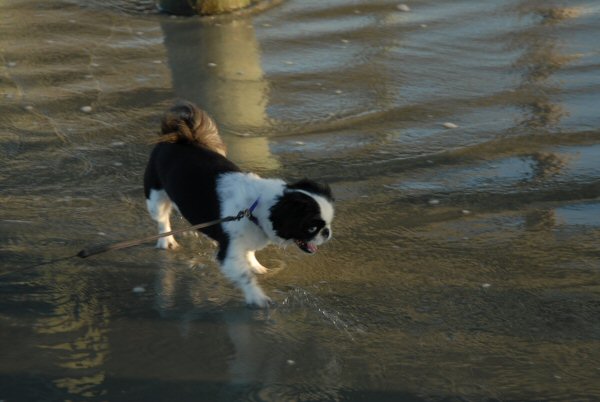 Cosmo on the beach.jpg