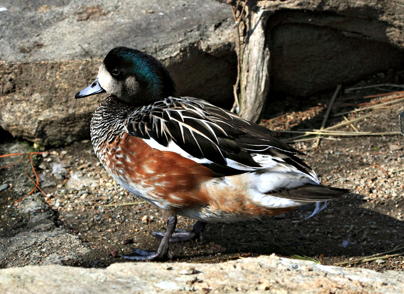 American Wigeon male