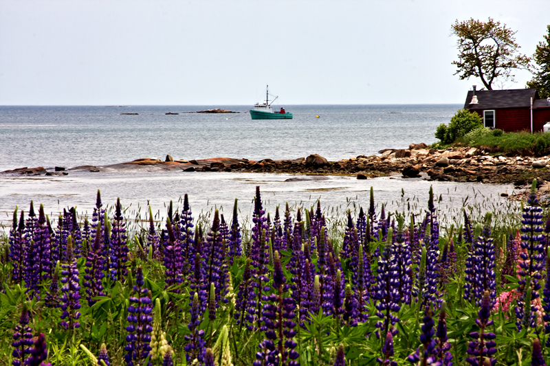 Lupines of Maine