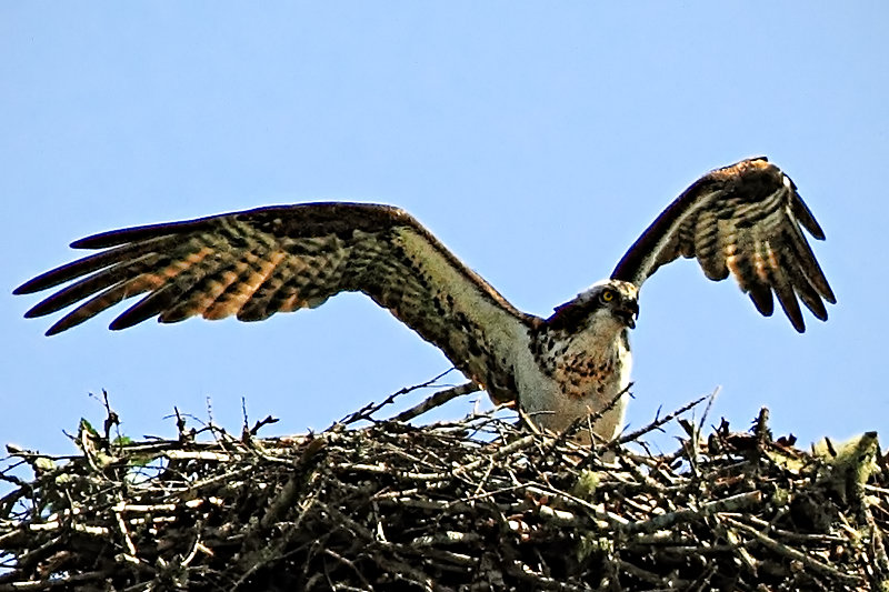young osprey