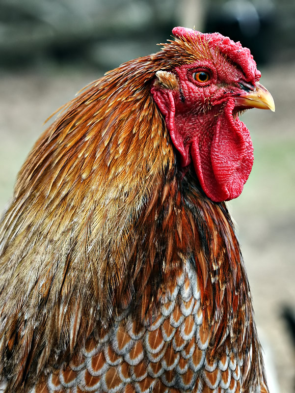 Rooster macro