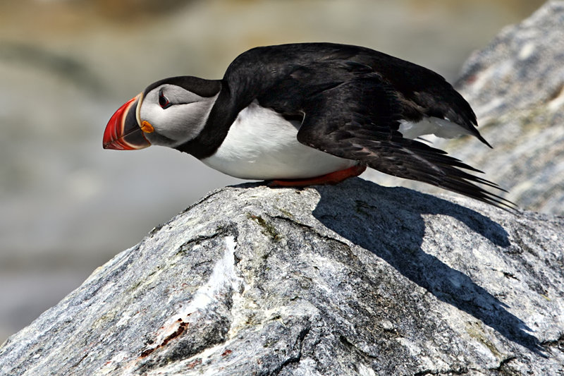 Puffin