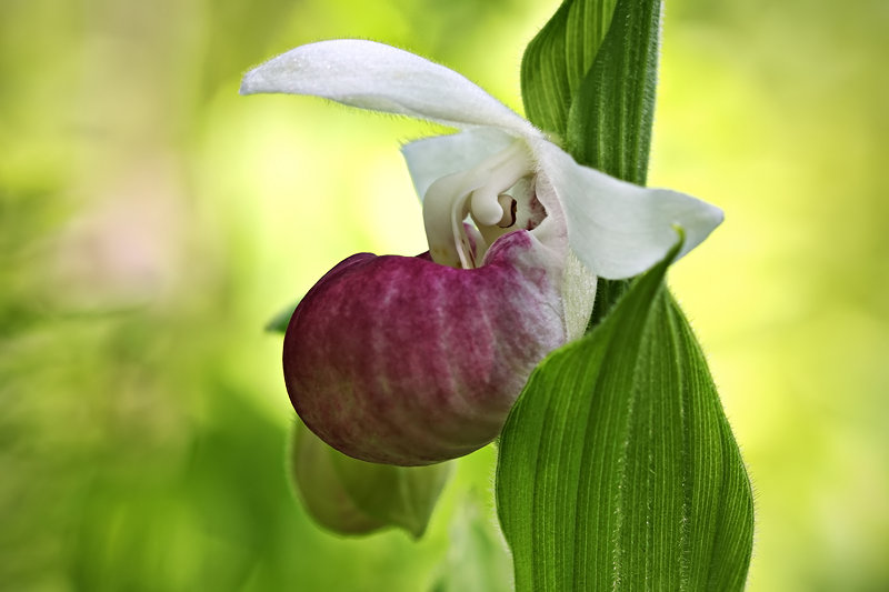 Lady Slipper