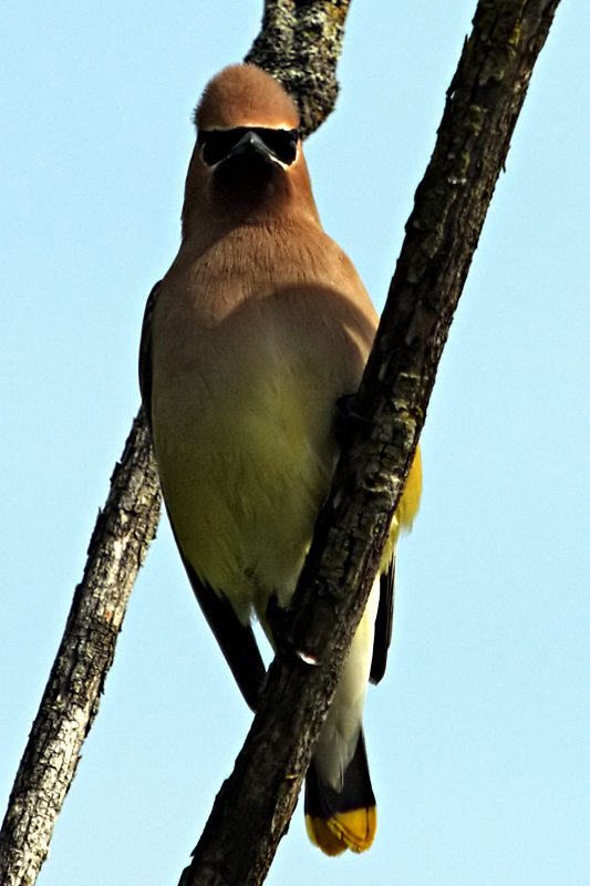 Cedar Waxwing
