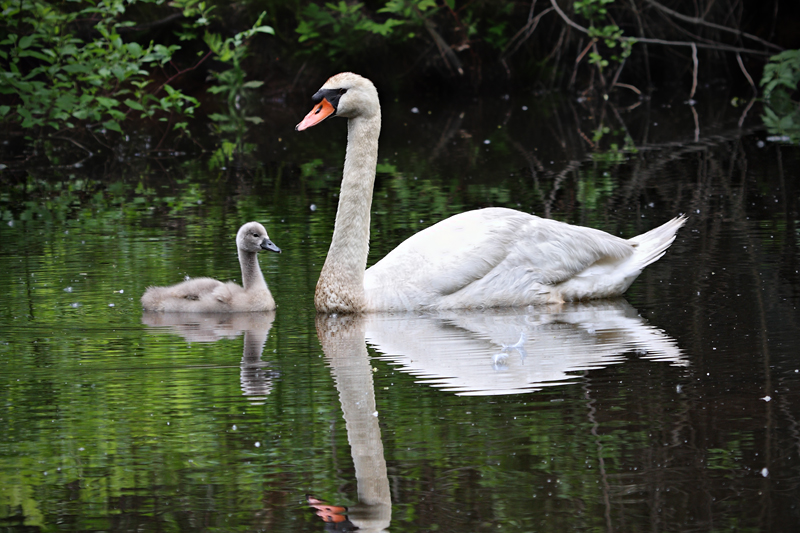 Swans
