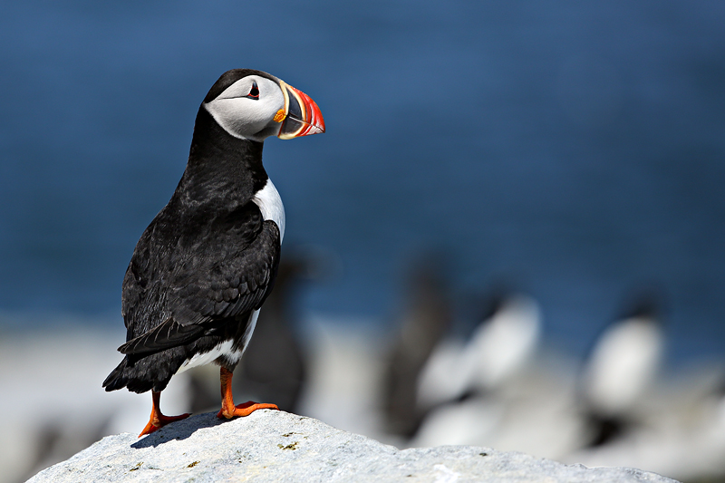 Machias Puffin