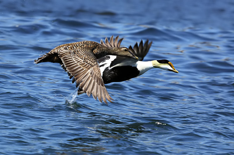 Harlequin Ducks