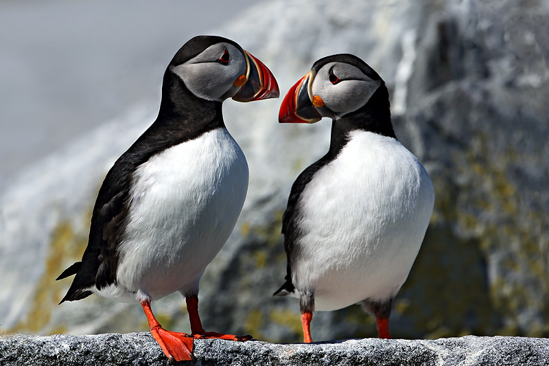Puffin Love