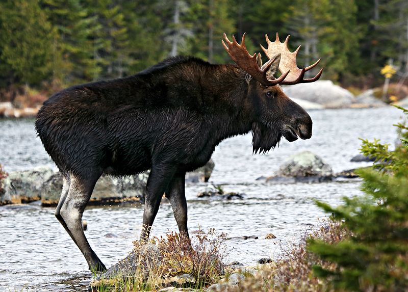 Moose Encounter