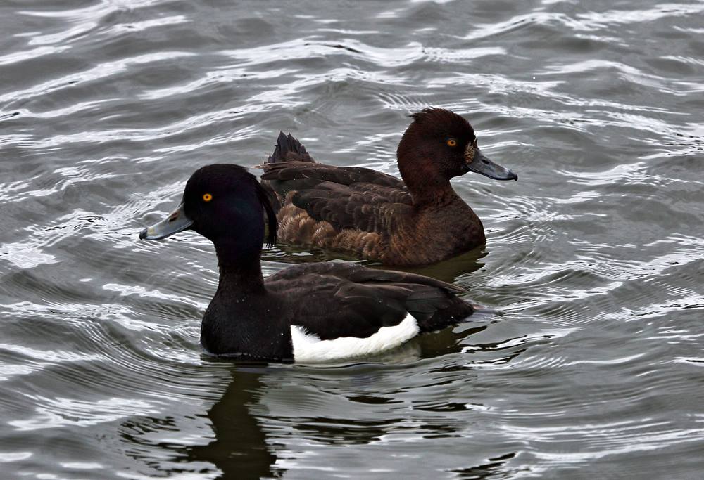 tufted and scaup ducks