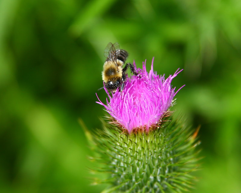 bee 1.JPG