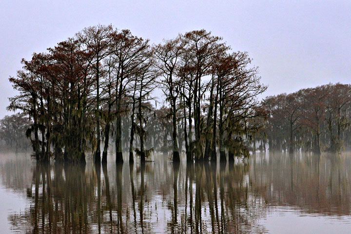 deep in the bayou
