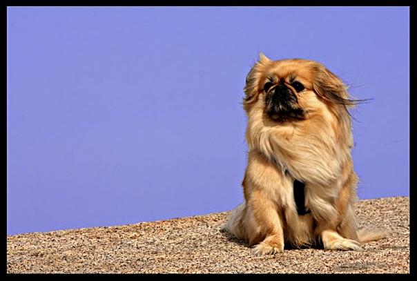 Ollie @ beach