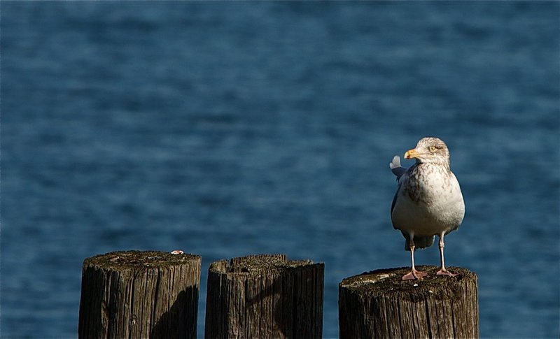 Seagull 4