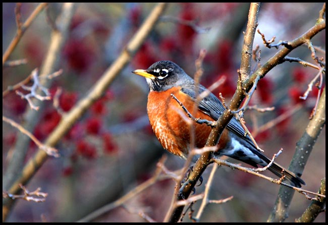 Robin-1.jpg