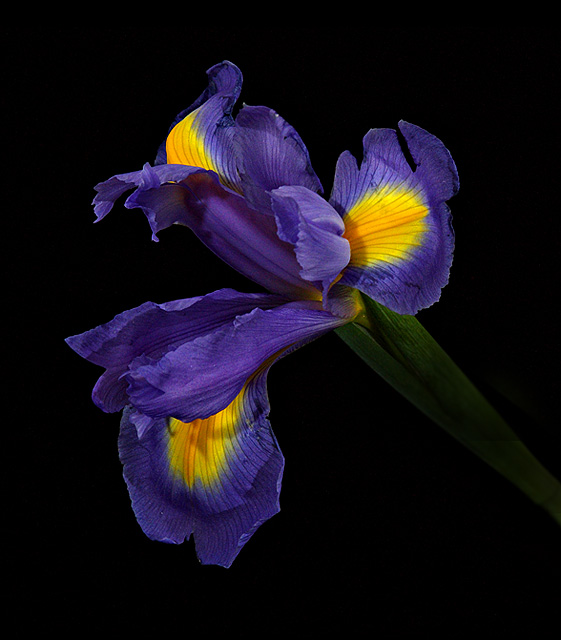 MFSC #3 - Iris