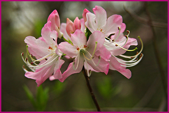 MFSC #10 - Azalea