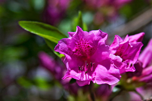 MFSC #14 - Azalea