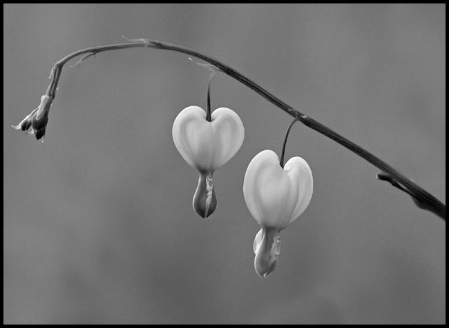 MFSC #17 - white bleeding hearts