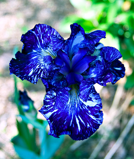 MFCS #20 - bearded iris