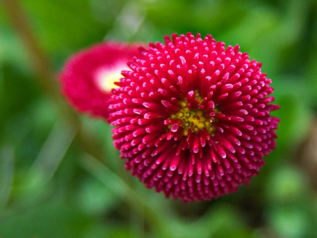 MFSC #21 - English Daisy