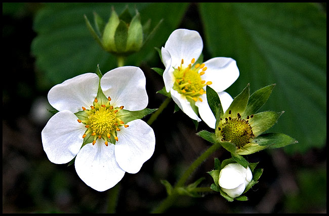 MFSC #22 Strawberry plant