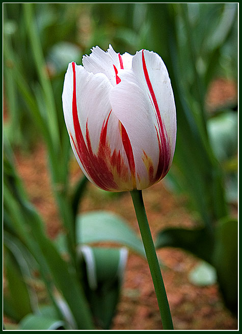 MFSC #23 - tulip
