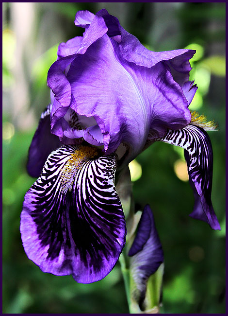 Iris 