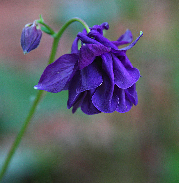 Columbine