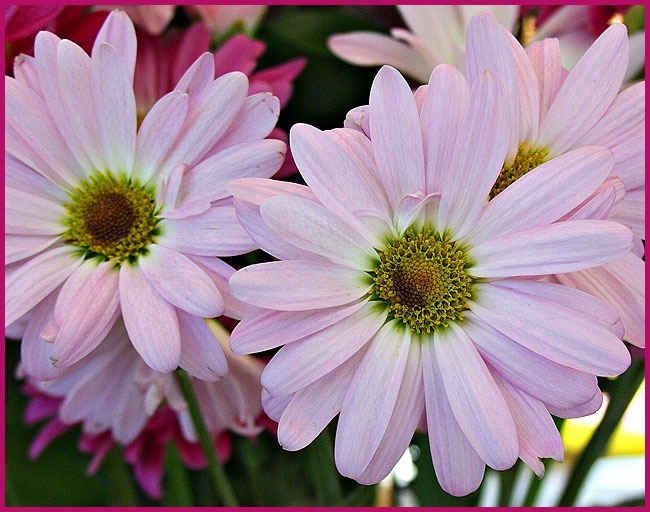 daisies