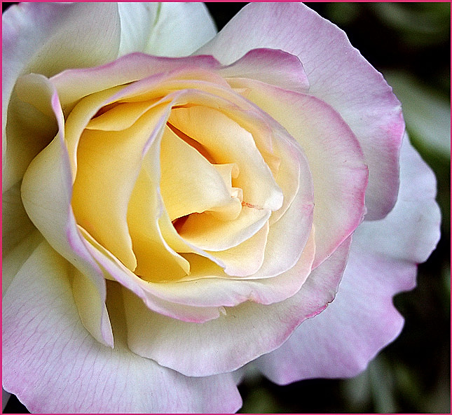 June flowers #6