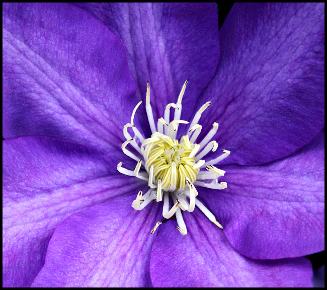 Clematis