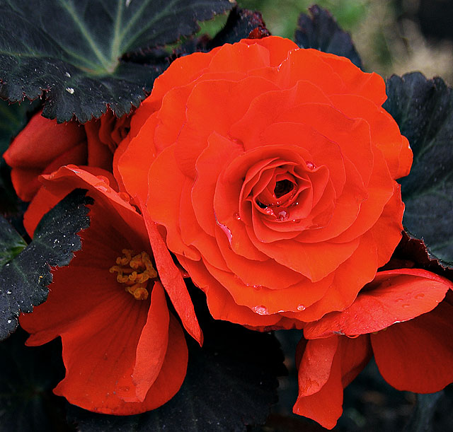 June flower