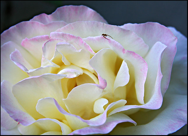 another rose