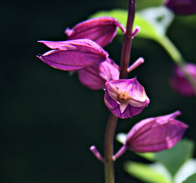 Salvia